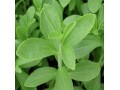 stevia-plants-sweetner-herbs-and-spice-small-1