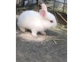baby-bunnies-small-1