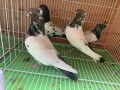 iranian-pigeons-high-flyers-pigeon-homing-pigeons-small-2