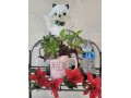 rae-dunn-love-mug-with-organic-well-rooted-succulents-small-7