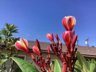 plumeria-5-foot-tree