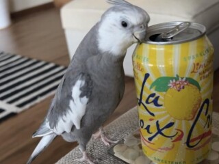 please-help-find-my-lost-cockatiel
