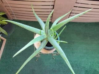 large-life-aloe-vera-plant-ceramic-pot-indoor-outdoor-succulents