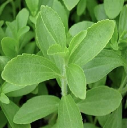 stevia-plants-sweetner-herbs-and-spice-big-1