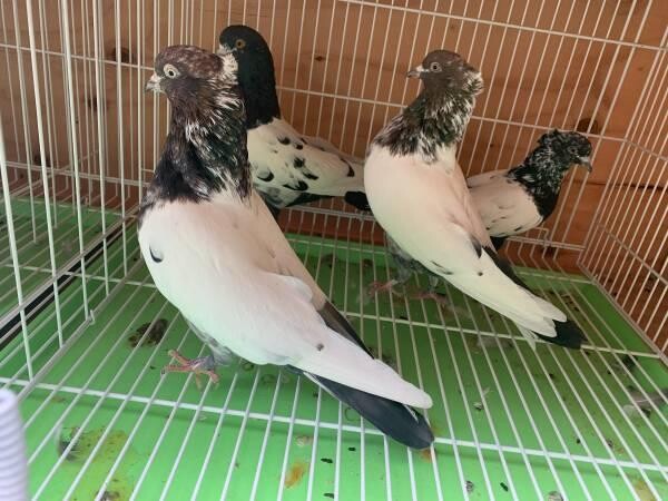 iranian-pigeons-high-flyers-pigeon-homing-pigeons-big-2