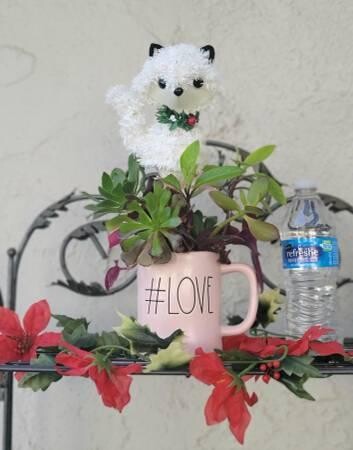 rae-dunn-love-mug-with-organic-well-rooted-succulents-big-8