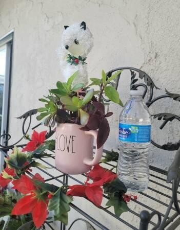 rae-dunn-love-mug-with-organic-well-rooted-succulents-big-1