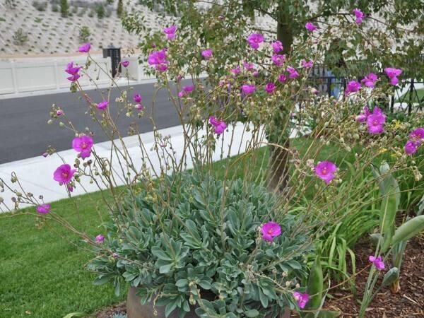 indor-and-out-door-plants-for-sale-big-12