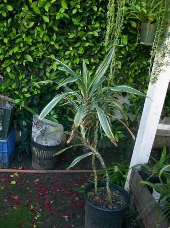 indor-and-out-door-plants-for-sale-big-3