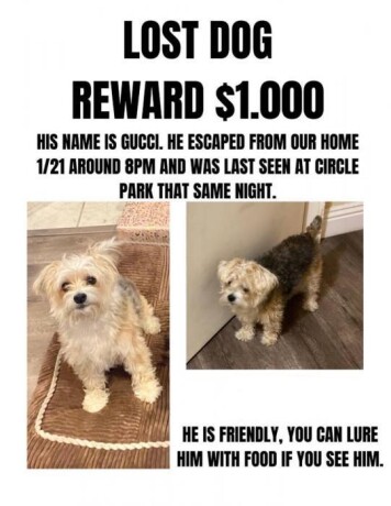 lost-dog-in-inglewood-morkie-white-face-grey-body-big-0